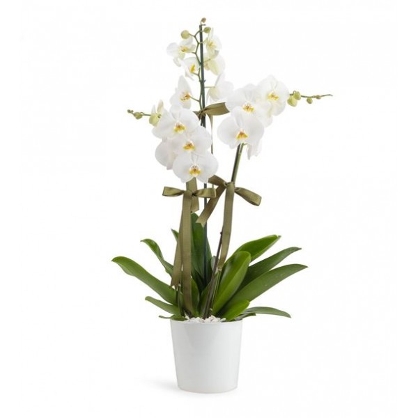 Orkide 3 Dal