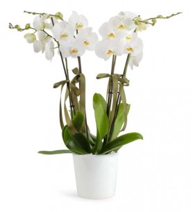 Orkide 4 Dal