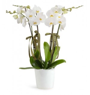 Orkide 4 Dal